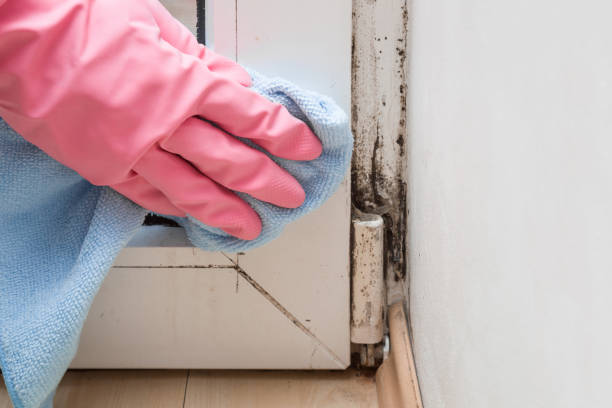 Trusted Mantua, UT Mold Removal Experts