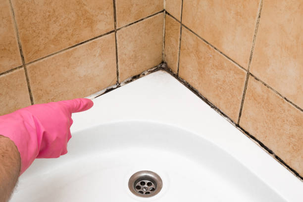 Mold Testing and Removal in Mantua, UT